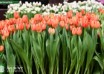 Tulipa Orange Ninja ® (2)
